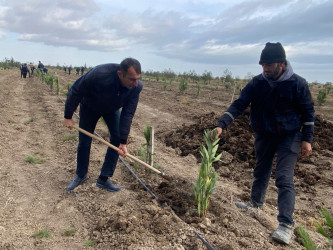 Xızı rayonunda “Yaşıl dünya naminə həmrəylik ili” ilə əlaqədar ağacəkmə aksiyası keçirilmişdir.