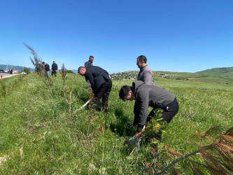“Konstitusiya və Suverenlik ili” elan edilməsi ilə bağlı təsdiq olunmuş “Tədbirlər Planı”na uyğun olaraq ağacəkmə kampaniyası keçirilmişdir.