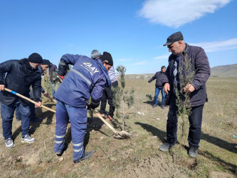“Şəhərsalma və Memarlıq ili” elan edilməsi ilə bağlı təsdiq olunmuş “Tədbirlər Planı”na uyğun olaraq ağacəkmə aksiyası keçirilmişdir.