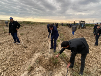 “Yaşıl dünya naminə həmrəylik ili” ilə əlaqədar ağacəkmə aksiyası davam edir.