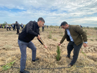 “Yaşıl dünya naminə həmrəylik ili” ilə əlaqədar ağacəkmə aksiyası davam edir.