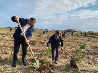 “Yaşıl dünya naminə həmrəylik ili” ilə əlaqədar ağacəkmə aksiyası davam edir.