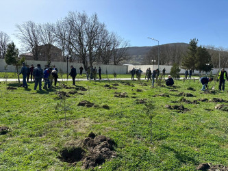 Xızı rayonunda ağacəkmə aksiyası keçirilmişdir.