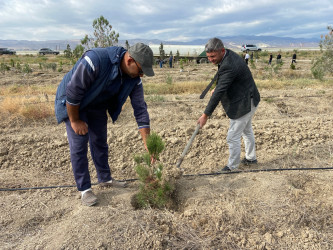 Xızı rayonunda “Yaşıl dünya naminə həmrəylik ili” ilə əlaqədar ağacəkmə aksiyası davam edir