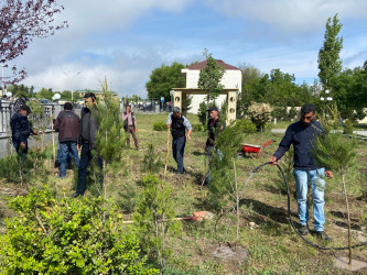 Ümummilli Lider Heydər Əliyevin anadan olmasının 101 illiyi münasibətilə Xızı rayonunda  ağacəkmə aksiyası keçirilmişdir.