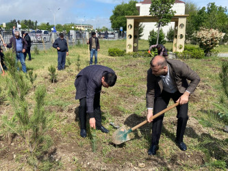 Ümummilli Lider Heydər Əliyevin anadan olmasının 101 illiyi münasibətilə Xızı rayonunda  ağacəkmə aksiyası keçirilmişdir.