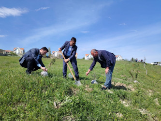 “Şəhərsalma və Memarlıq ili” elan edilməsi ilə bağlı təsdiq olunmuş “Tədbirlər Planı”na uyğun olaraq  rayon ərazisində növbəti ağacəkmə aksiyası keçirilmişdir.