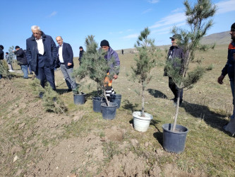 “Şəhərsalma və Memarlıq ili” elan edilməsi ilə bağlı təsdiq olunmuş “Tədbirlər Planı”na uyğun olaraq ağacəkmə aksiyası keçirilmişdir.