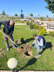 “Şəhərsalma və Memarlıq ili” elan edilməsi ilə bağlı təsdiq olunmuş “Tədbirlər Planı” çərçivəsində ağacəkmə aksiyası keçirilmişdir.