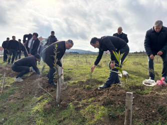 Xızı rayonunda "8 Noyabr-Zəfər Günü" ilə əlaqədar ağacəkmə aksiyası keçirildi