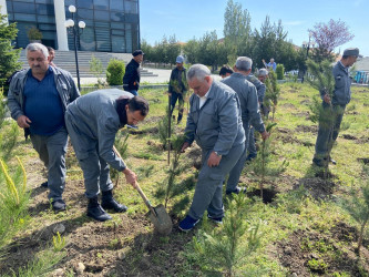 Ümummilli Lider Heydər Əliyevin anadan olmasının 101 illiyi münasibətilə Xızı rayonunda  ağacəkmə aksiyası keçirilmişdir.