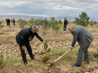 “Yaşıl dünya naminə həmrəylik ili” ilə əlaqədar ağacəkmə aksiyası davam edir.