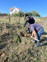 “Şəhərsalma və Memarlıq ili” elan edilməsi ilə bağlı təsdiq olunmuş “Tədbirlər Planı” çərçivəsində ağacəkmə aksiyası keçirilmişdir.