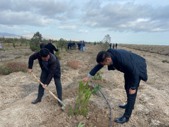 Xızı rayonunda “Yaşıl dünya naminə həmrəylik ili” ilə əlaqədar ağacəkmə aksiyası davam edir