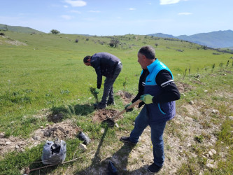 “Şəhərsalma və Memarlıq ili” elan edilməsi ilə bağlı təsdiq olunmuş “Tədbirlər Planı”na uyğun olaraq  rayon ərazisində növbəti ağacəkmə aksiyası keçirilmişdir.