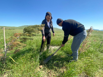 “Konstitusiya və Suverenlik ili” elan edilməsi ilə bağlı təsdiq olunmuş “Tədbirlər Planı”na uyğun olaraq ağacəkmə kampaniyası keçirilmişdir.
