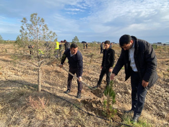 “Yaşıl dünya naminə həmrəylik ili” ilə əlaqədar ağacəkmə aksiyası davam edir.