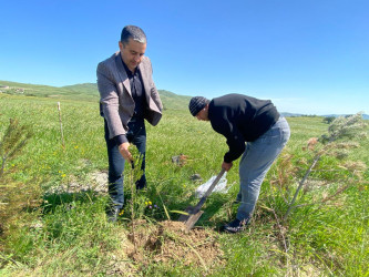 “Konstitusiya və Suverenlik ili” elan edilməsi ilə bağlı təsdiq olunmuş “Tədbirlər Planı”na uyğun olaraq ağacəkmə kampaniyası keçirilmişdir.