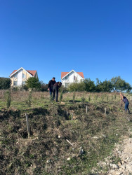 “Şəhərsalma və Memarlıq ili” elan edilməsi ilə bağlı təsdiq olunmuş “Tədbirlər Planı” çərçivəsində ağacəkmə aksiyası keçirilmişdir.