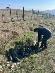 “Şəhərsalma və Memarlıq ili” elan edilməsi ilə bağlı təsdiq olunmuş “Tədbirlər Planı” çərçivəsində ağacəkmə aksiyası keçirilmişdir.