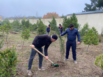 26.10.2024-cü il tarixində “Yaşıl dünya naminə həmrəylik ili” ilə əlaqədar ağacəkmə aksiyası davam etdirilib