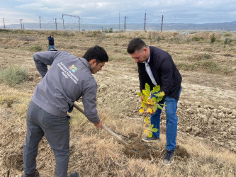 “Yaşıl dünya naminə həmrəylik ili” ilə əlaqədar ağacəkmə aksiyası davam edir.