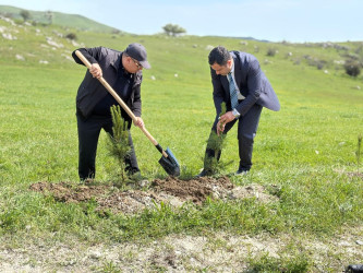 “Şəhərsalma və Memarlıq ili” elan edilməsi ilə bağlı təsdiq olunmuş “Tədbirlər Planı”na uyğun olaraq  rayon ərazisində növbəti ağacəkmə aksiyası keçirilmişdir.