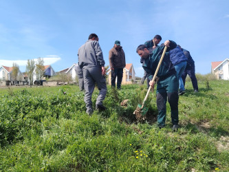 “Şəhərsalma və Memarlıq ili” elan edilməsi ilə bağlı təsdiq olunmuş “Tədbirlər Planı”na uyğun olaraq  rayon ərazisində növbəti ağacəkmə aksiyası keçirilmişdir.