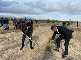 Xızı rayonunda “Yaşıl dünya naminə həmrəylik ili” ilə əlaqədar ağacəkmə aksiyası davam edir