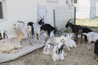 Xızı rayonunda özünüməşğulluq proqramı çərçivəsində qurulmuş təsərrüfatlara baxış keçirilib.