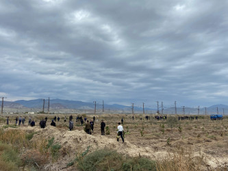 “Yaşıl dünya naminə həmrəylik ili” ilə əlaqədar ağacəkmə aksiyası davam edir.