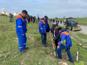 Xızı rayonunda "8 Noyabr-Zəfər Günü" ilə əlaqədar ağacəkmə aksiyası keçirildi