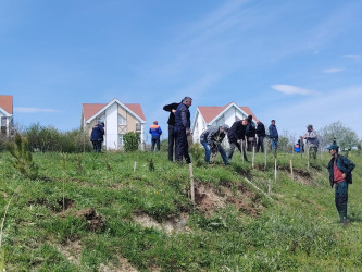 “Şəhərsalma və Memarlıq ili” elan edilməsi ilə bağlı təsdiq olunmuş “Tədbirlər Planı”na uyğun olaraq  rayon ərazisində növbəti ağacəkmə aksiyası keçirilmişdir.
