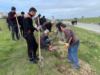 Xızı rayonunda "8 Noyabr-Zəfər Günü" ilə əlaqədar ağacəkmə aksiyası keçirildi