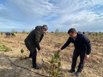 “Yaşıl dünya naminə həmrəylik ili” ilə əlaqədar ağacəkmə aksiyası davam edir.