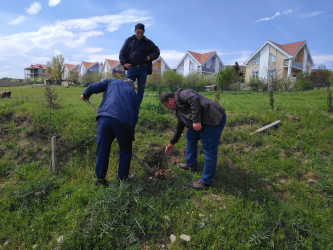 “Şəhərsalma və Memarlıq ili” elan edilməsi ilə bağlı təsdiq olunmuş “Tədbirlər Planı”na uyğun olaraq  rayon ərazisində növbəti ağacəkmə aksiyası keçirilmişdir.