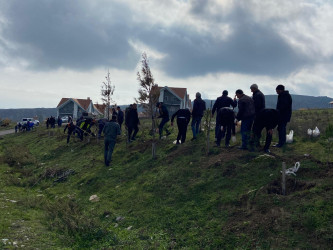 Xızı rayonunda "8 Noyabr-Zəfər Günü" ilə əlaqədar ağacəkmə aksiyası keçirildi