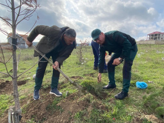 Xızı rayonunda "8 Noyabr-Zəfər Günü" ilə əlaqədar ağacəkmə aksiyası keçirildi