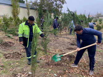 26.10.2024-cü il tarixində “Yaşıl dünya naminə həmrəylik ili” ilə əlaqədar ağacəkmə aksiyası davam etdirilib