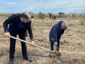 “Yaşıl dünya naminə həmrəylik ili” ilə əlaqədar ağacəkmə aksiyası davam edir.