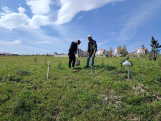 “Şəhərsalma və Memarlıq ili” elan edilməsi ilə bağlı təsdiq olunmuş “Tədbirlər Planı”na uyğun olaraq  rayon ərazisində növbəti ağacəkmə aksiyası keçirilmişdir.