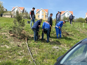 “Şəhərsalma və Memarlıq ili” elan edilməsi ilə bağlı təsdiq olunmuş “Tədbirlər Planı”na uyğun olaraq  rayon ərazisində növbəti ağacəkmə aksiyası keçirilmişdir.