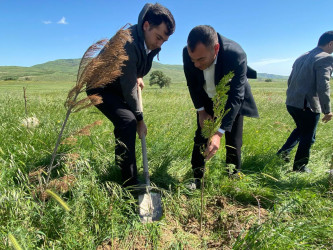 “Konstitusiya və Suverenlik ili” elan edilməsi ilə bağlı təsdiq olunmuş “Tədbirlər Planı”na uyğun olaraq ağacəkmə kampaniyası keçirilmişdir.