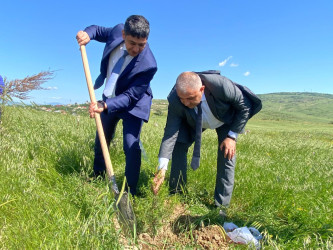 “Konstitusiya və Suverenlik ili” elan edilməsi ilə bağlı təsdiq olunmuş “Tədbirlər Planı”na uyğun olaraq ağacəkmə kampaniyası keçirilmişdir.