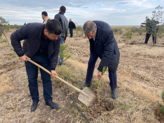 “Yaşıl dünya naminə həmrəylik ili” ilə əlaqədar ağacəkmə aksiyası davam edir.